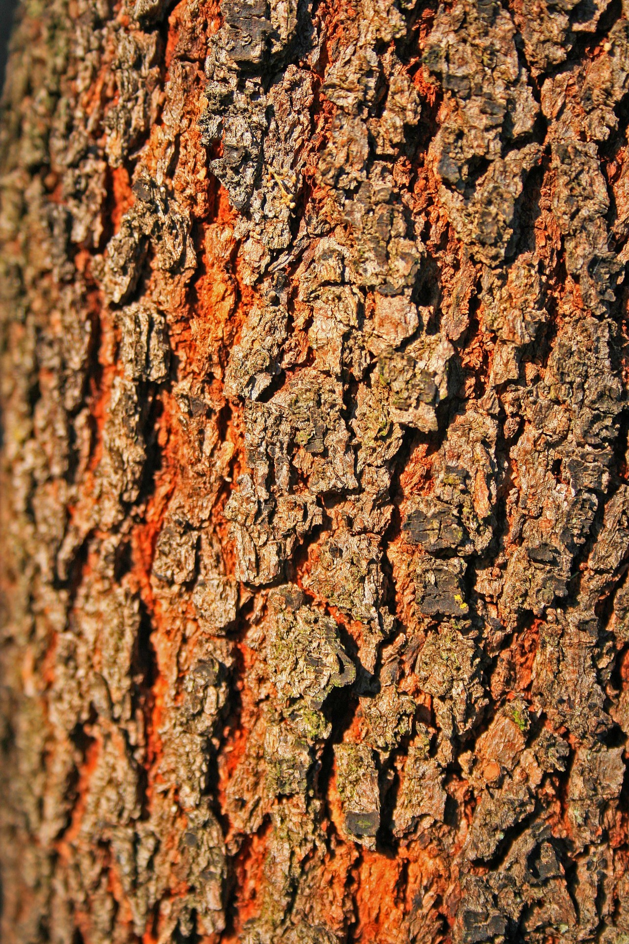 Tree bark